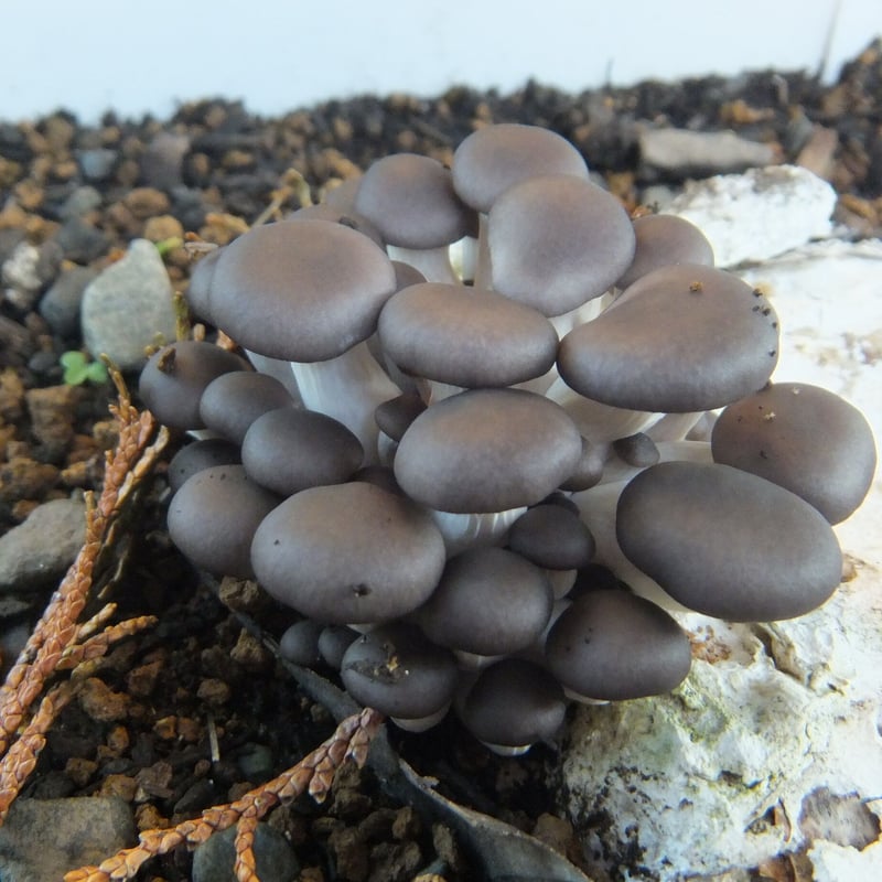 ヒラオカキミ茸　kobako④⑤ Buy MIYABI MIKOTO 4500FCD Chef's knife | ZWILLING.COM