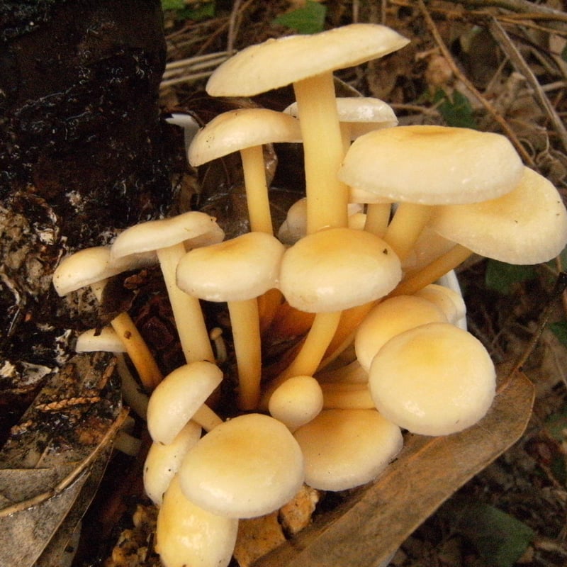 ひらたけ　くりたけ　えのき茸　しいたけ　あらげきくらげ　木駒種菌　棒形 N115」原木しいたけ・きのこ種菌 - 菌興椎茸協同組合
