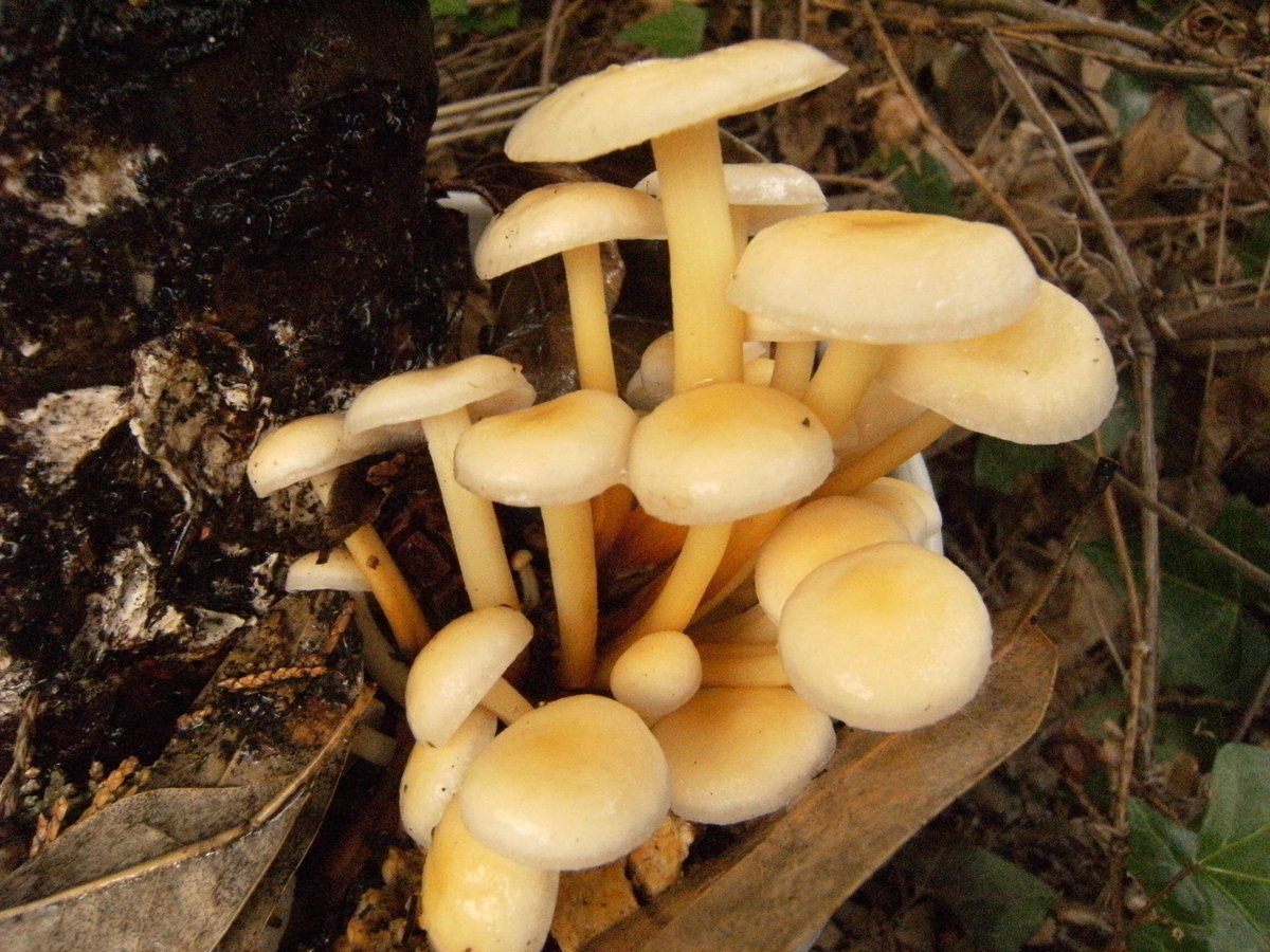 エノキタケ（駒菌） | 富士種菌ショップ