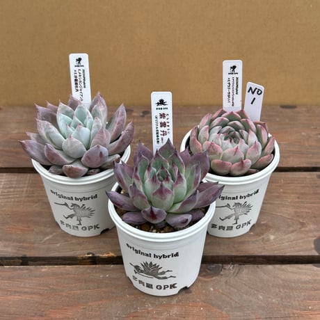 多肉植物三株セットpluto樣專用出品 期間限定出品】ハオルチア 「出藍
