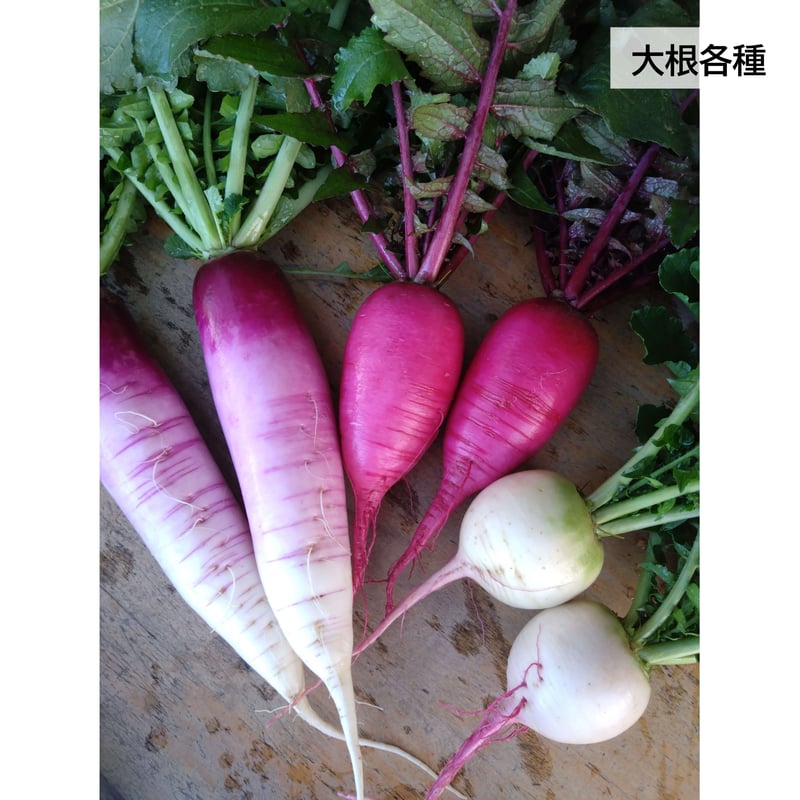 受付終了間近＞農園直送！福島県産旬の野菜セット｜冬の野菜セット(7