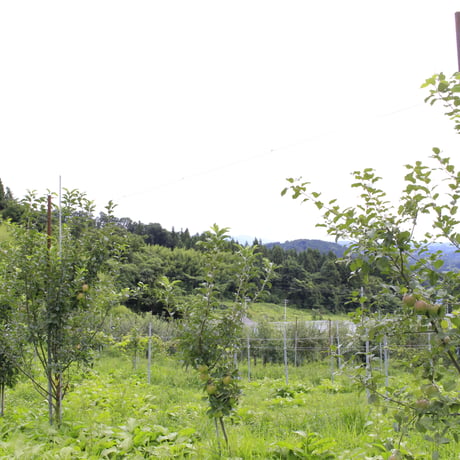 ＜発送は9月上旬～12月下旬＞樹上完熟 「羽山りんご」　【マルハラ果樹園　二本松市】