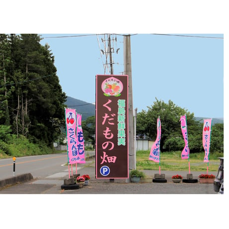 ＜注文は８月末まで＞福島市の桃 品種おまかせ1.5kg【くだもの畑　福島市】