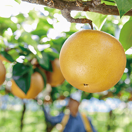 品種おまかせ 福島市の梨２kg【くだもの畑　福島市】※発送は9月上旬～９月下旬