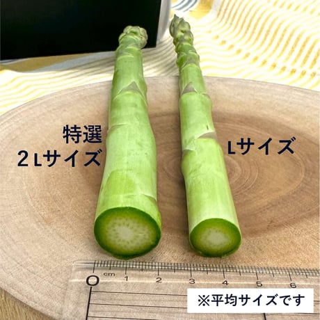 期日指定配達OK！極太アスパラガス｜陸奥(みちのく)産の竜髭菜(アスパラガス)「将軍」1kg【Good field farm(グッドフィールドファーム) 福島市】