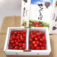 ＜数量限定・予約受付中＞さくらんぼ ２L玉 『佐藤錦』『紅秀峰』どちらかおまかせ【マルハラ果樹園　二本松市】