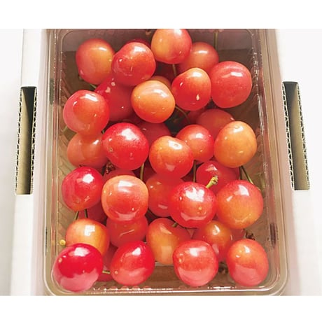 ＜数量限定・予約受付中＞さくらんぼ ２L玉 『佐藤錦』『紅秀峰』どちらかおまかせ【マルハラ果樹園　二本松市】