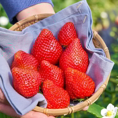 CATEGORY 果物・野菜・卵・米 | Monmo良品【福島県産品お取り寄せ通販】