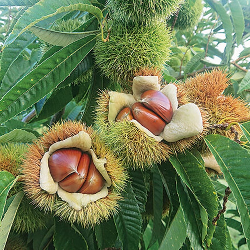 ご注文は11/21(金)正午まで》会津焼き栗 【会津さくらんぼ村 会津若松