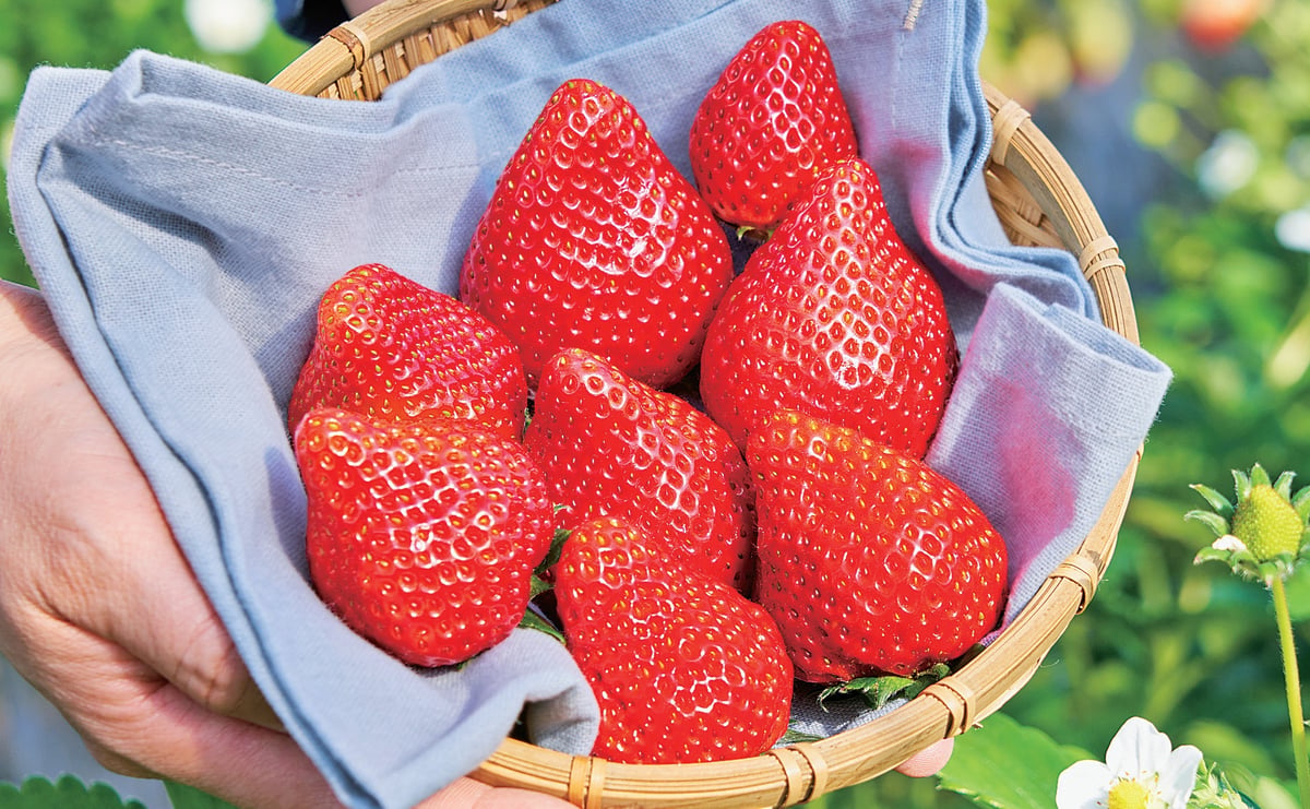 プレミアムないちごの販売を開始しました | Monmo良品【福島県産品お