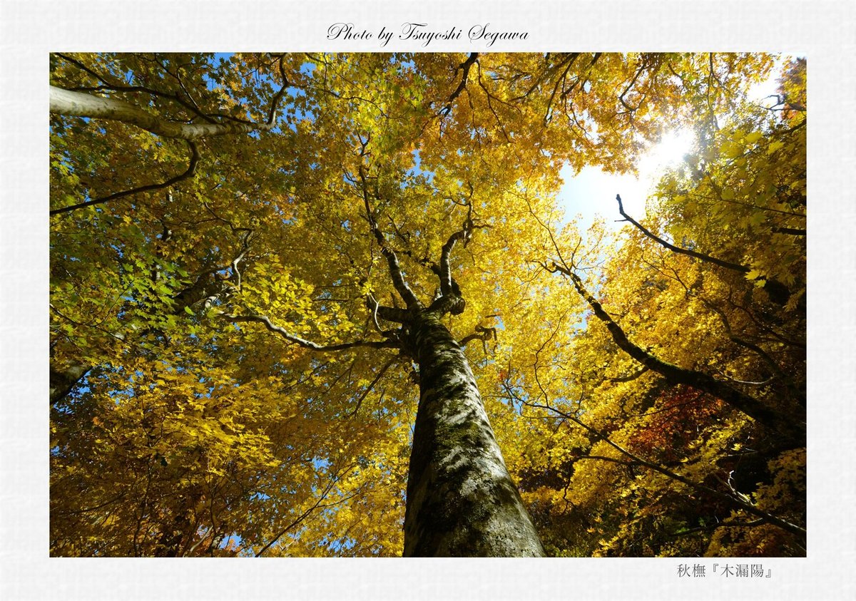 秋橅「木漏陽」 | nebiraki's STORE