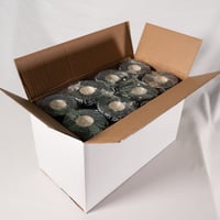 リフティングテープ　by WE LIFT WEIGHTS  （24個入り）