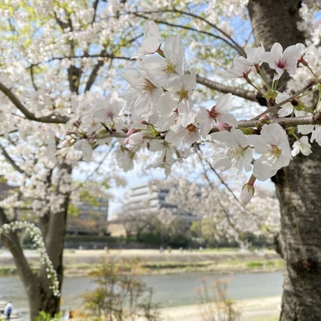 【プロモーション】筆屋-ぺんや- インク 30ml KAMOGAWA CherryBlossoms【ラメ入り】