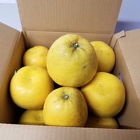 4【送料無料（北海道・沖縄以外）】木成り完熟河内晩柑（減農薬栽培）１０ｋｇ