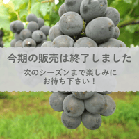 【愛知県安城市産】安城ぶどう『巨峰（種なし） 』2kg箱・4～5房入