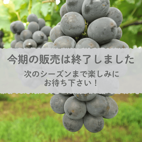 【愛知県安城市産】安城ぶどう『巨峰（種なし） 』2kg箱・4～5房入
