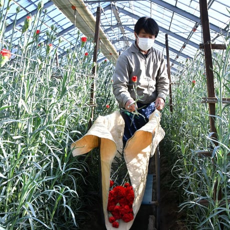 【愛知県碧南市産】へきなんの花『カーネーション（一輪咲）』3色ミックス75本（1色25本束×3色）