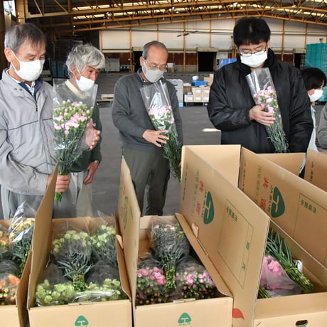 【愛知県碧南市産】へきなんの花『カーネーション（一輪咲）』3色ミックス75本（1色25本束×3色）
