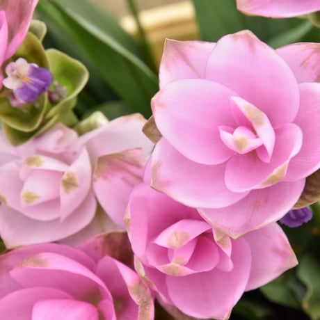 【愛知県碧南市産】へきなんの花『クルクマ』ピンク色（20本入・切り花）【大容量】