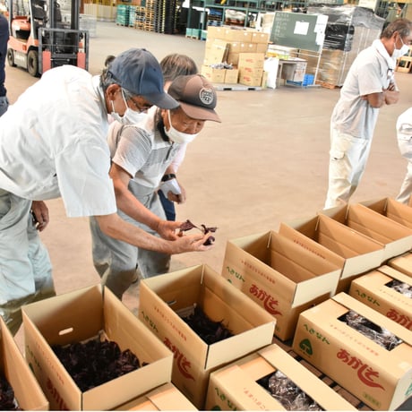 【愛知県碧南市産】へきなん赤しそ　3㎏箱・300g袋×10袋入