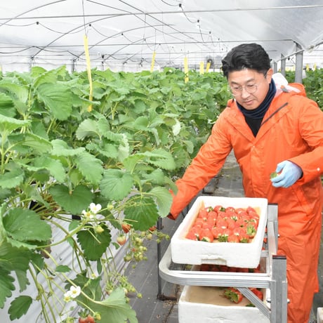【愛知県安城市産】安城いちご『メガベリー』 2パック入箱（4～6玉入・250g/平パック）【3週間限定商品】