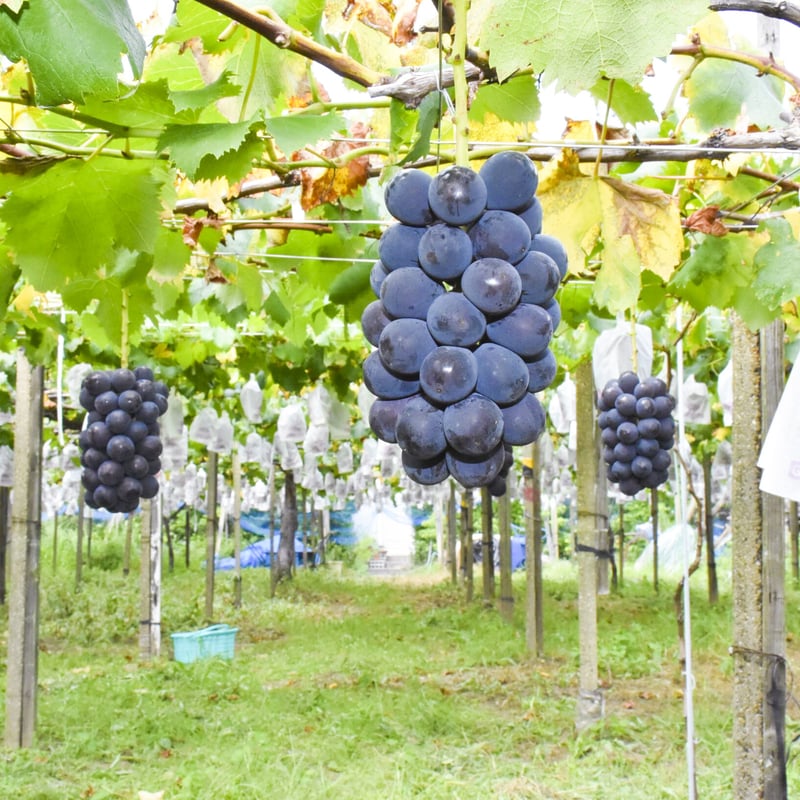 愛知県安城市産】安城ぶどう『巨峰（種なし） 』2kg箱・4～5房入
