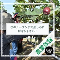 【令和７年９月６日（土）開催】JAあいち中央誕生30年記念“碧海そだち”『親子でいちじく収穫体験＆料理体験』