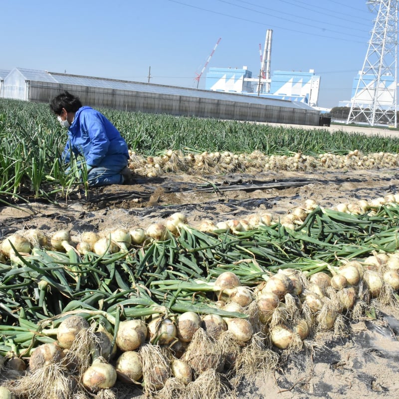 愛知県碧南市産】タマネギ『へきなんサラダたまねぎ』4.5㎏箱・L