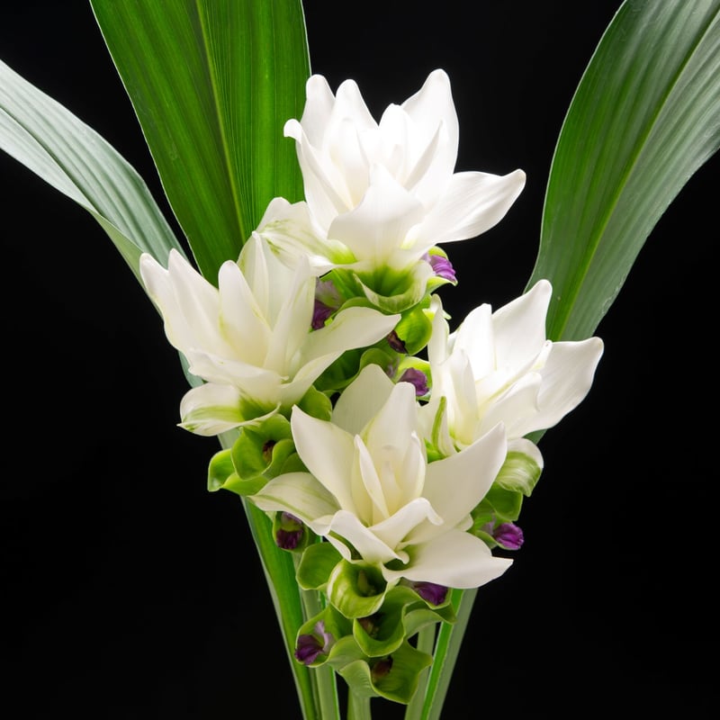 花農家直送！！クルクマ❀ご予約専用ページ❀商品説明必読！！です！！❀ 愛知県碧南市産】へきなんの花『クルクマ』白色（20本入・切り花）【大