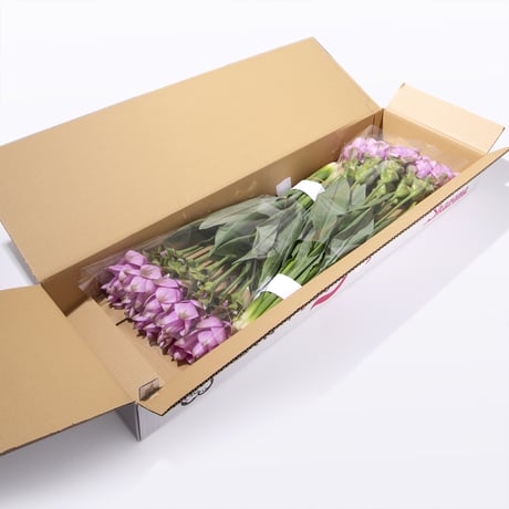 【愛知県碧南市産】へきなんの花『クルクマ』ピンク色（20本入・切り花）【大容量】
