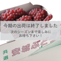 【愛知県安城市産】安城ぶどう・『デラウェア（種なし）』 2kg箱