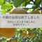 【愛知県安城市/刈谷市産他】安城梨・甘ひびき　大玉サイズ・2玉入り（1玉600g以上）【予約販売】※数量限定