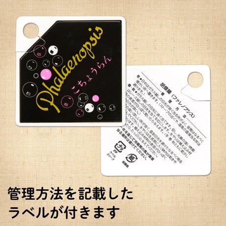 【愛知県安城市産】胡蝶蘭 3本立【ギフト品】