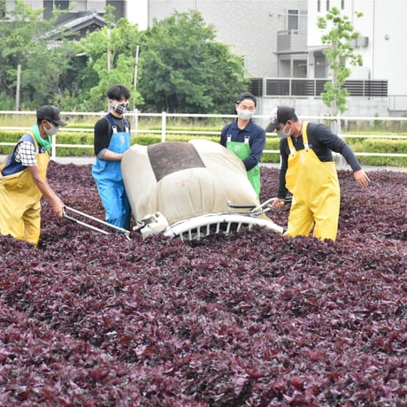 【愛知県碧南市産】へきなん赤しそ　3㎏箱・300g袋×10袋入