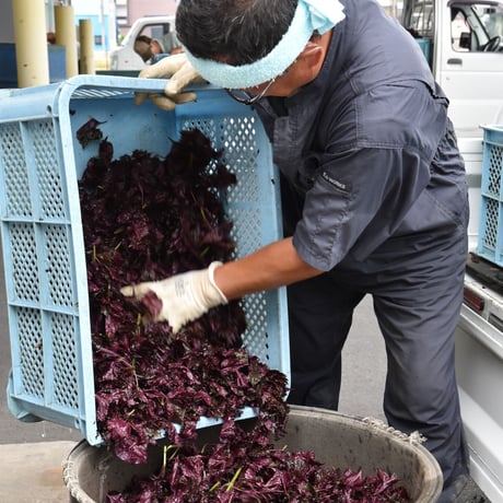 【愛知県碧南市産】へきなん赤しそ　3㎏箱・300g袋×10袋入