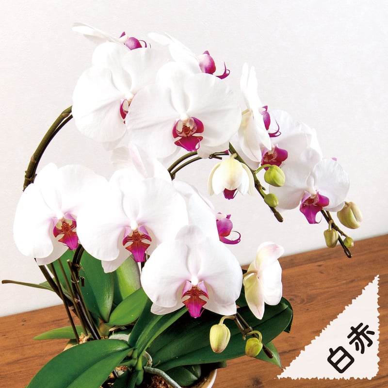 愛知県安城市産】胡蝶蘭 3本立【ギフト品】 | JAあいち中央【碧海