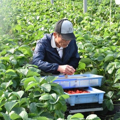 【愛知県安城市産】安城いちご『メガベリー』 2パック入箱（4～6玉入・250g/平パック）【3週間限定商品】