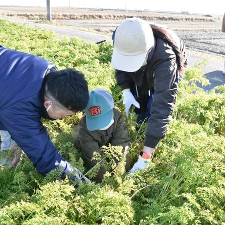 【令和７年12月26日（金）開催】JAあいち中央誕生30年記念“碧海そだち”『親子でへきなん美人収穫体験＆料理体験』