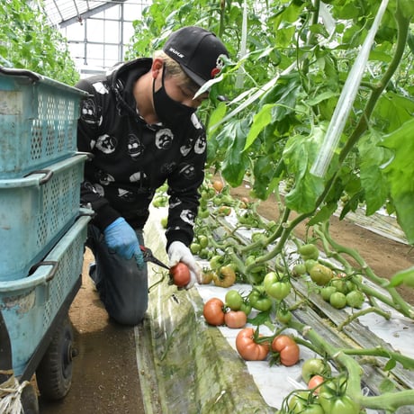【愛知県碧南市産】へきなんトマト　4㎏箱・Ⅼサイズ（20玉入）