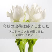 【愛知県碧南市産】へきなんの花『クルクマ』白色（20本入・切り花）【大容量】
