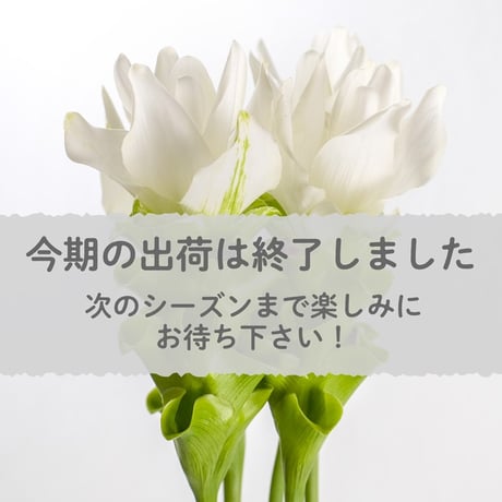 【愛知県碧南市産】へきなんの花『クルクマ』白色（20本入・切り花）【大容量】