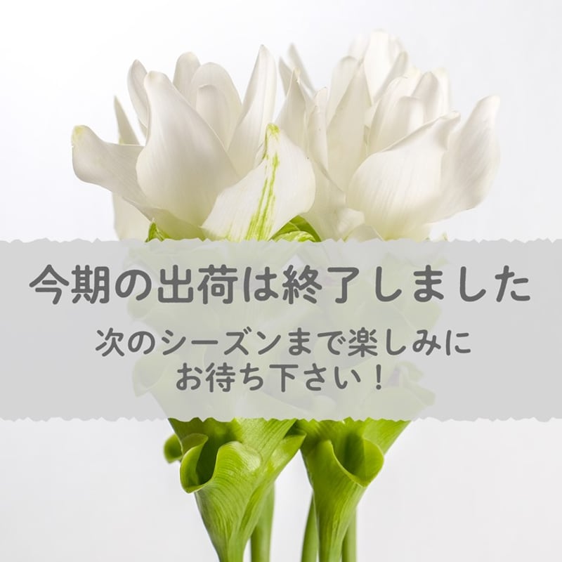 愛知県碧南市産】へきなんの花『クルクマ』白色（20本入・切り花）【大