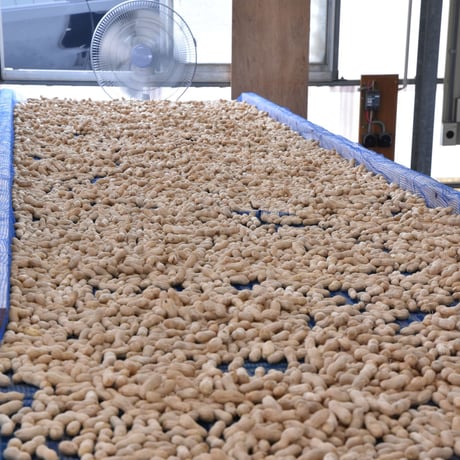 【愛知県碧南市産】へきなんの生らっかせい（地豆） 300gパック×2個入