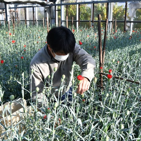 【愛知県碧南市産】へきなんの花『カーネーション（一輪咲）』3色ミックス75本（1色25本束×3色）