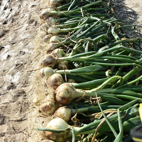 【愛知県碧南市産】タマネギ『へきなんサラダたまねぎ』4.5㎏箱・Lサイズ