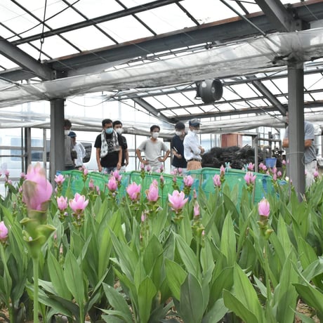 【愛知県碧南市産】へきなんの花『クルクマ』ピンク色（20本入・切り花）【大容量】