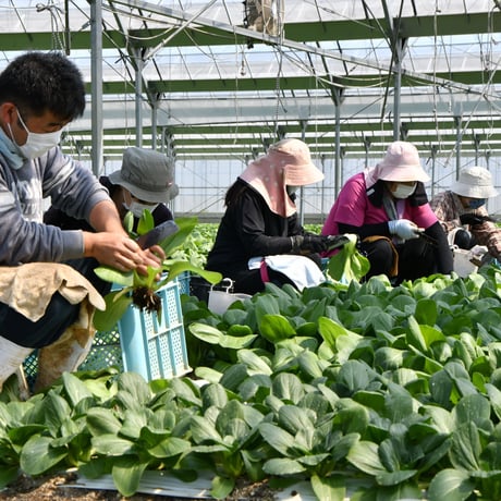 【愛知県 安城市/碧南市産】チンゲンサイ　2㎏箱・2Ｌサイズ（16株入）