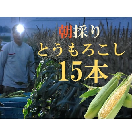 【愛知県碧南市産】朝採りとうもろこし（スイートコーン）『味来』5㎏箱・ 15本入