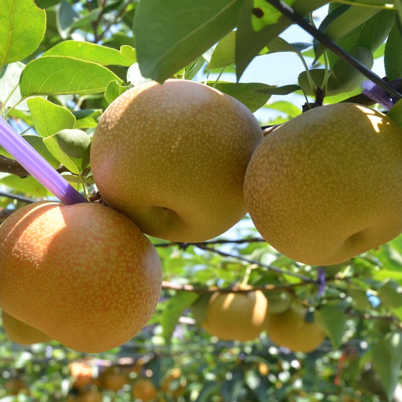 愛知県安城市/刈谷市産他】安城梨・甘ひびき 大玉サイズ・2玉入り（1玉