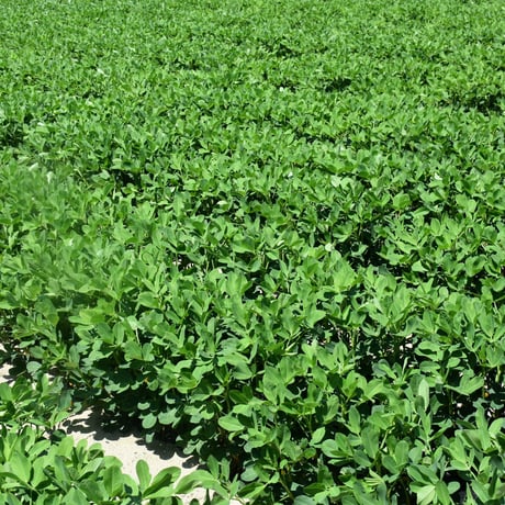 【愛知県碧南市産】へきなんの生らっかせい（地豆） 300gパック×2個入